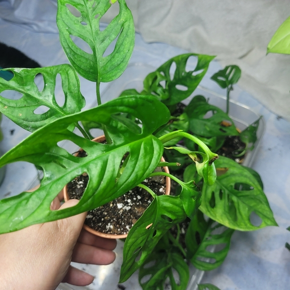 Live plant monstera swiss cheese full rooted - Picture 4 of 12